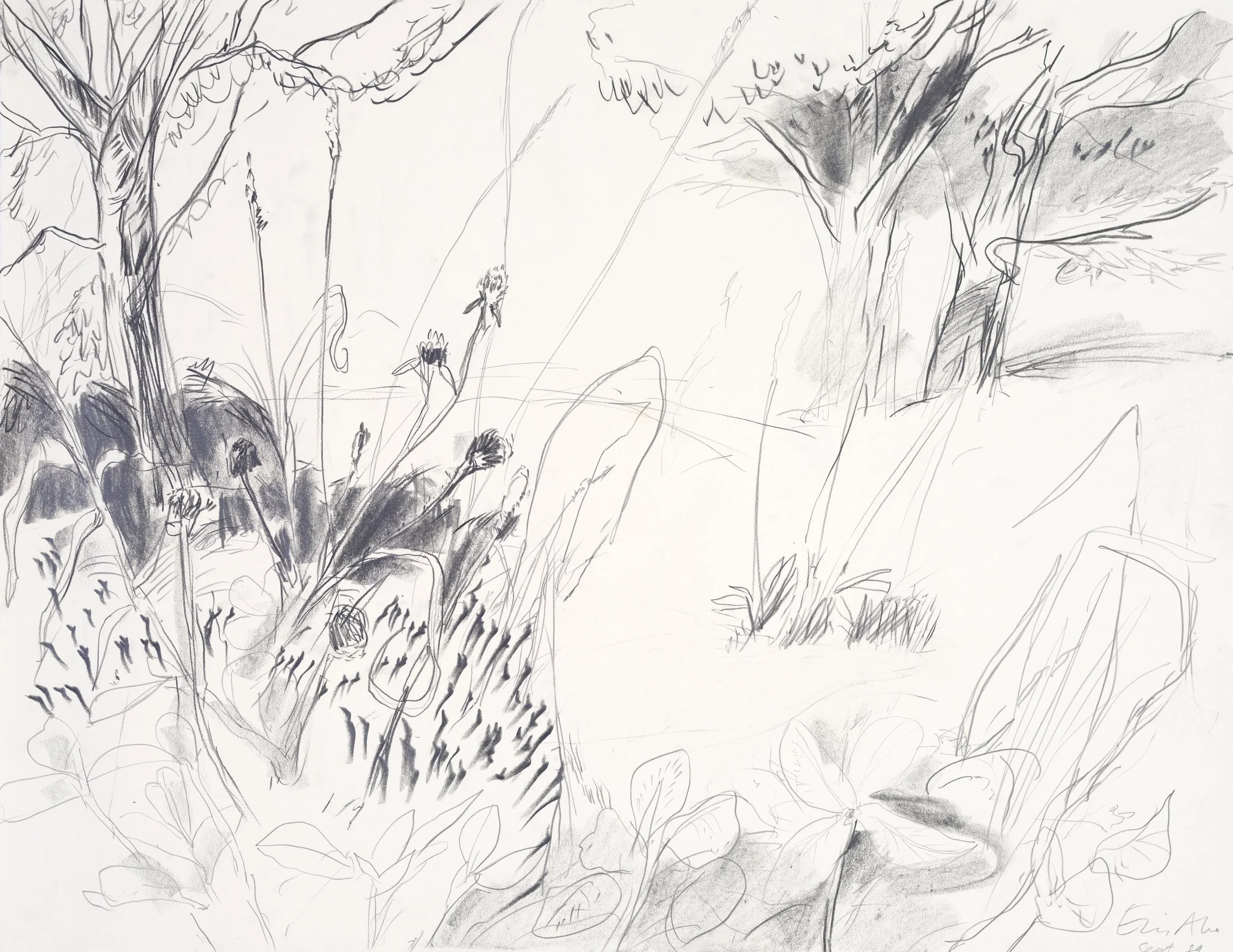 A sketch of trees and plants with some flowers, drawn with black ink or pencil on white paper.