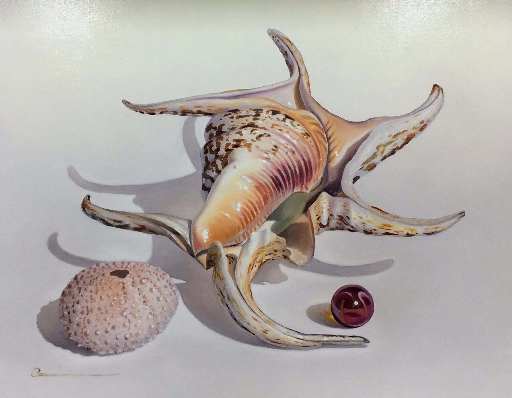 “Shell Series” by Francisco Casas, size 14" x 10"