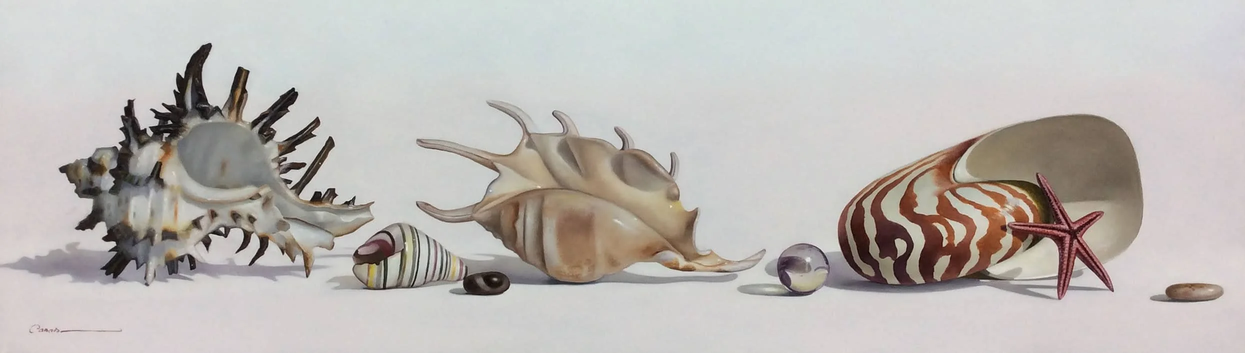 “Shell Series” by Francisco Casas, size 31" x 10"