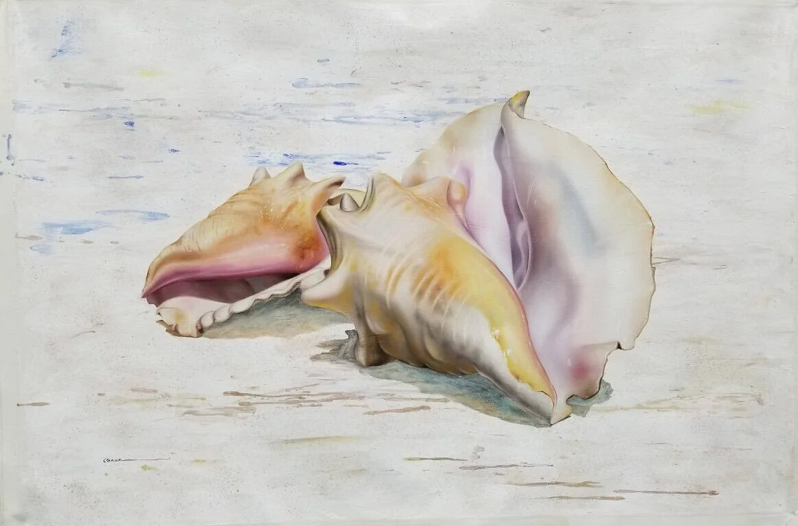 “Conch Shell” by Francisco Casas, size 47" x 31"