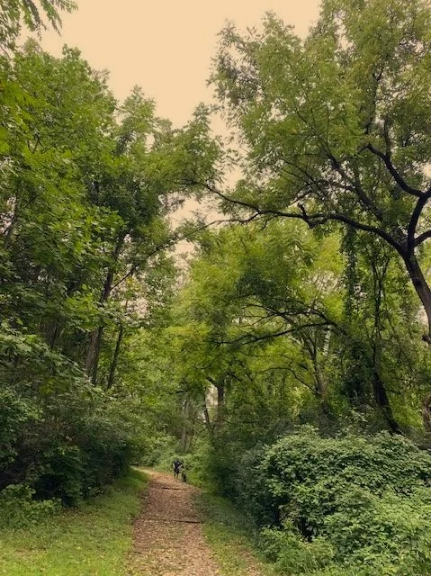 A dirt trail winding through a green forest with tall trees and dense foliage on both sides.