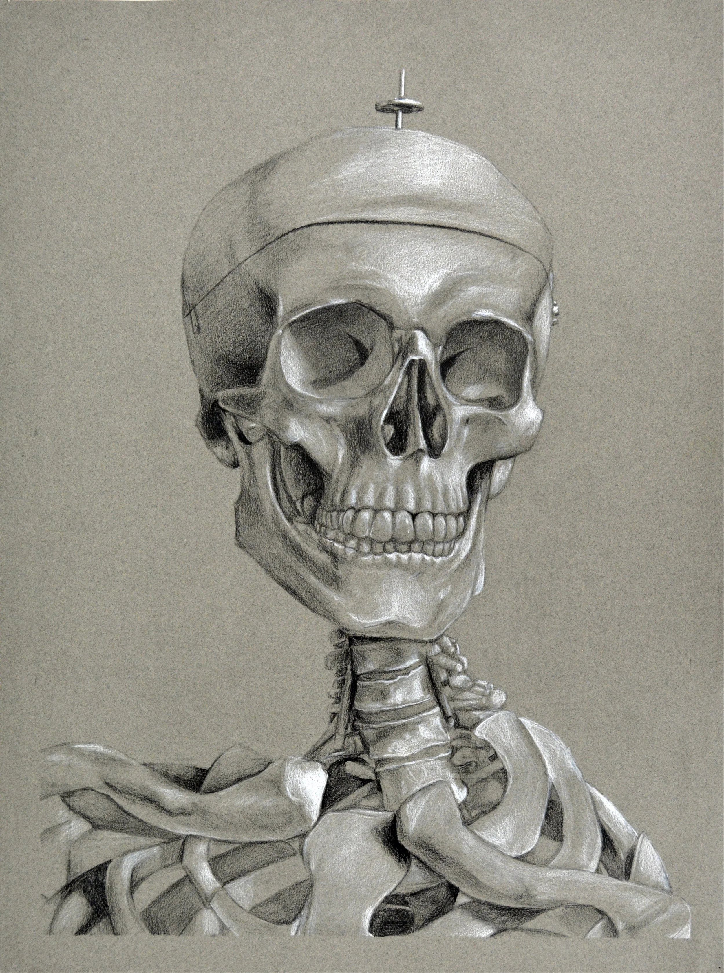 Skeleton Study_1.JPG