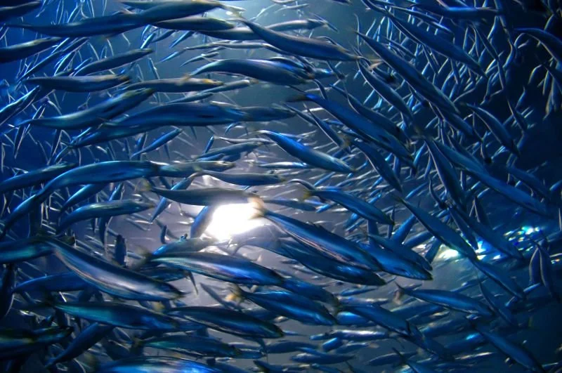 Peru Reduced Anchovy Quota