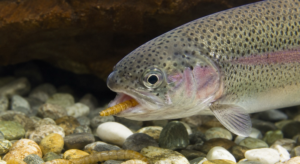 Fishes Attacking Mealworms