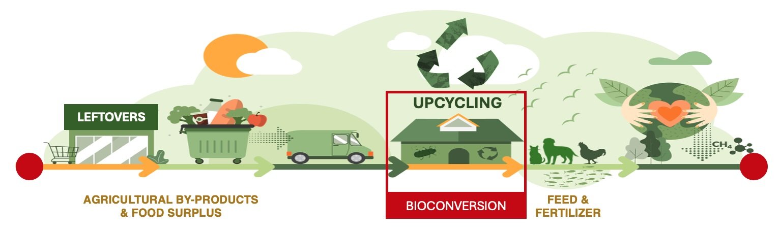 Flowchart illustrating sustainable food system: start with leftovers, used for agricultural by-products and food surplus, then transported by truck to upcycling and bioconversion, resulting in feed, fertilizer, and environmental benefits.