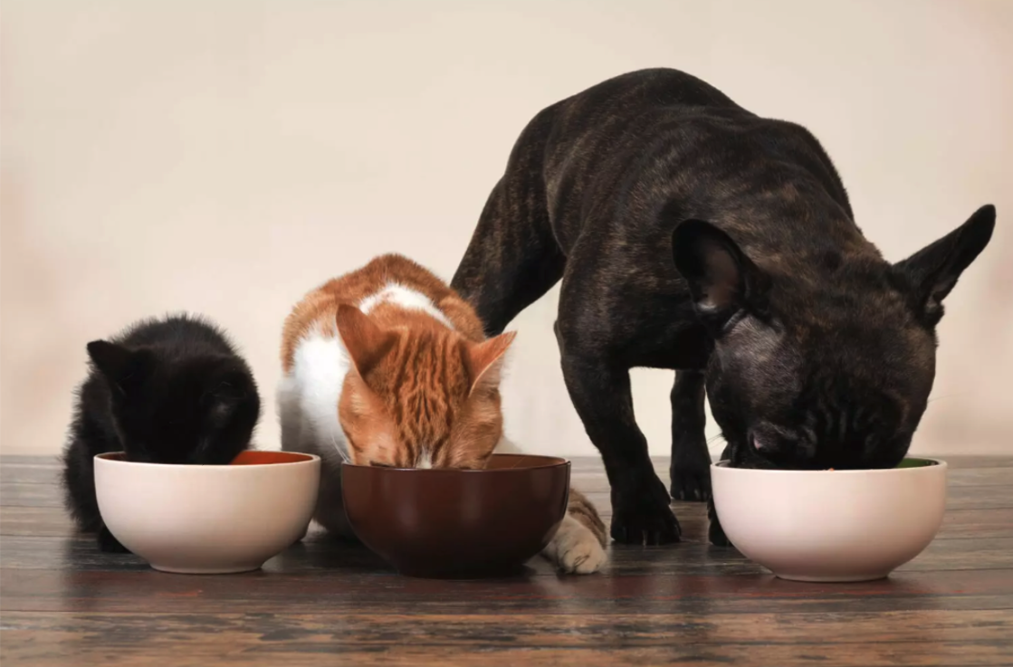 Three pets, a black kitten, an orange and white cat, and a brindle French Bulldog, eating from separate bowls on a wooden floor.