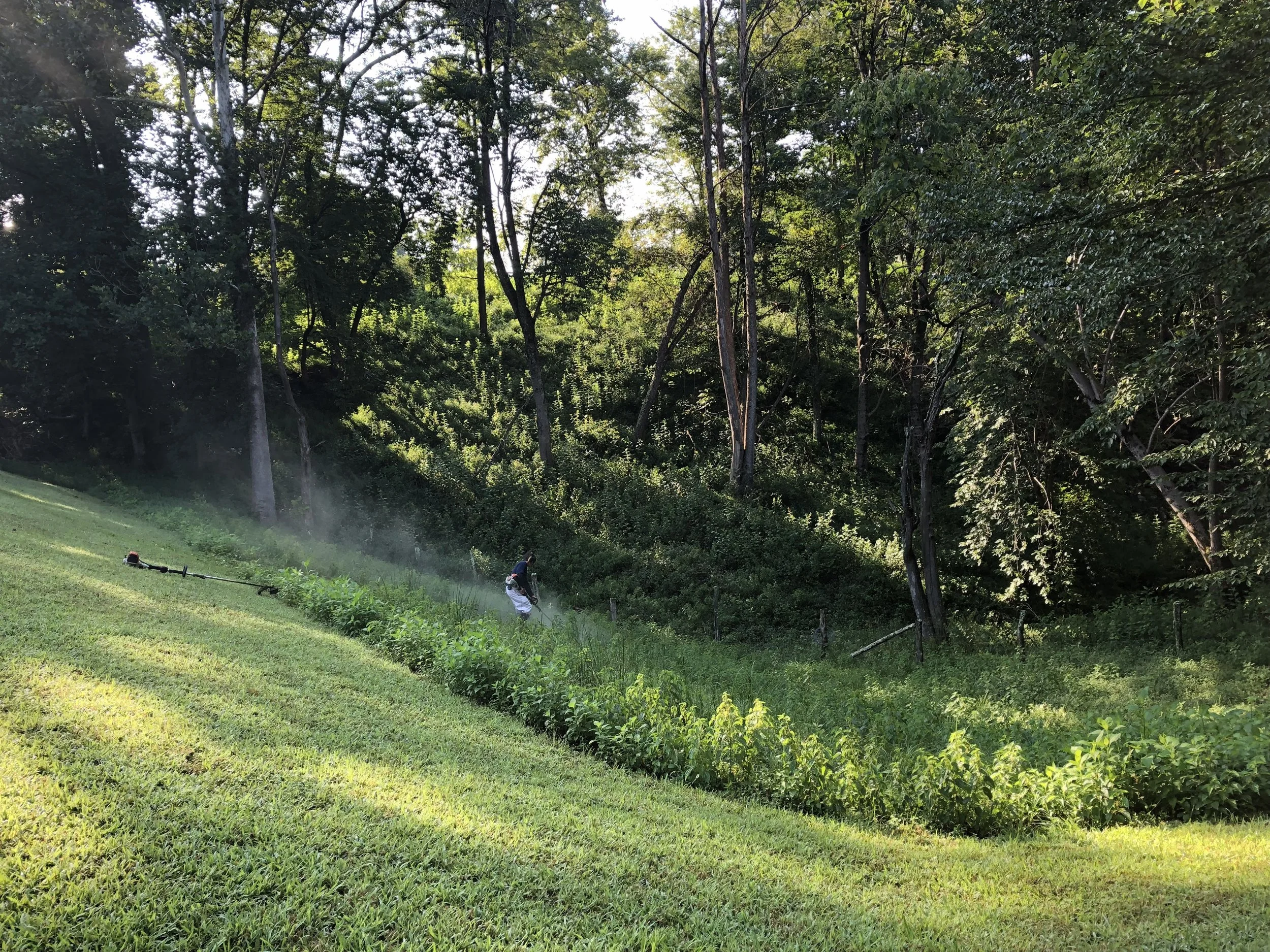 Oakwood Landscapes crew member weed eating a steep bank