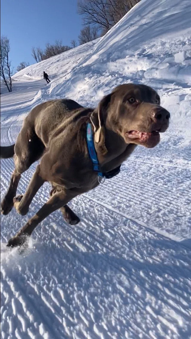 Canine Athlete Program: Build a Beast