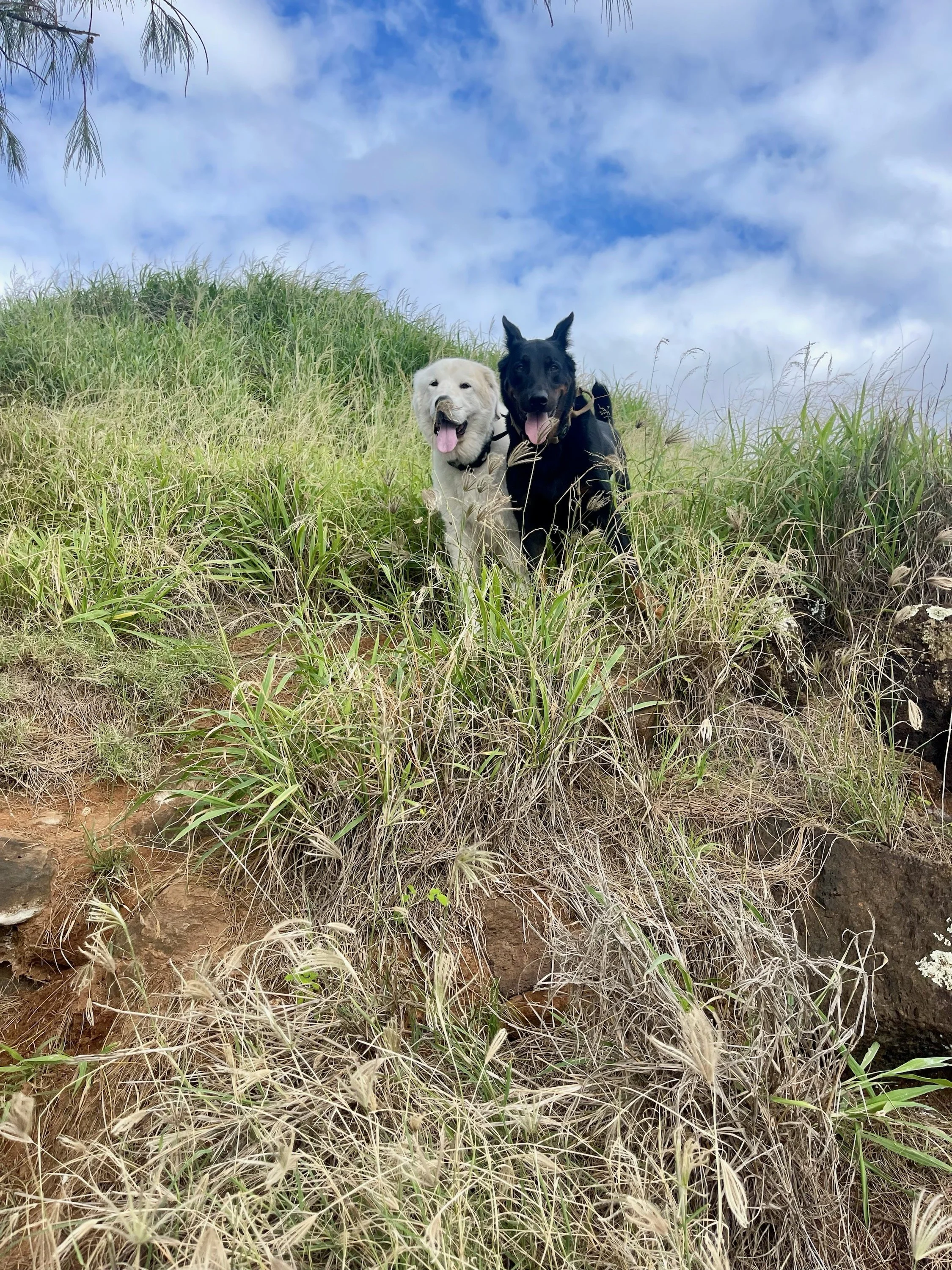 Two dogs, one Beauceron and one Great Pyrennes, sitting in tall grass on a hillside under a partly cloudy sky, off-leash in Maui.
