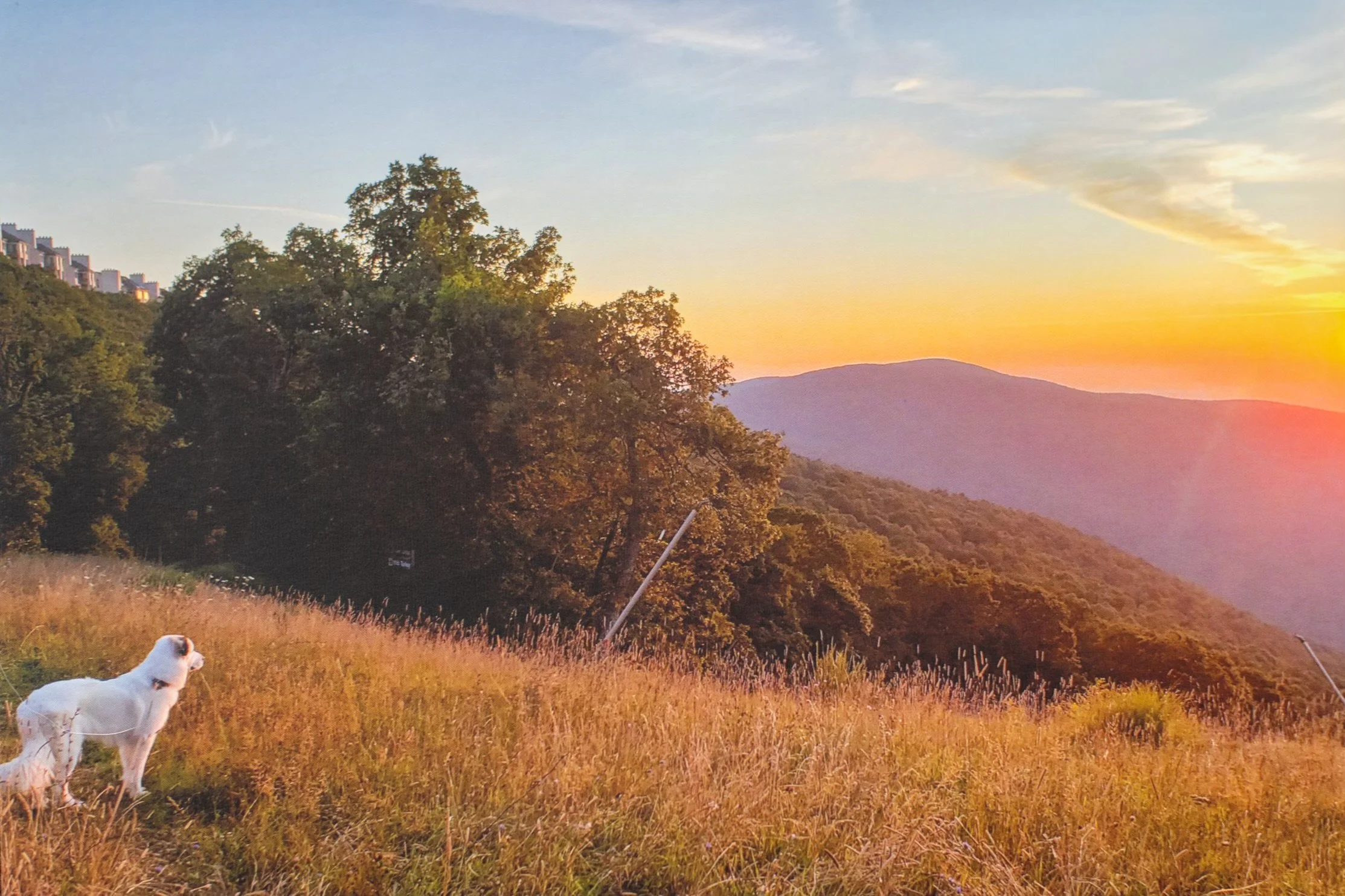 A scenic view of a sunset over hills of Wintergreen Resort in Virginiia with a grassy field and trees in the foreground. A Great Pyrennes stands watch in the grass near the bottom left corner of the image.