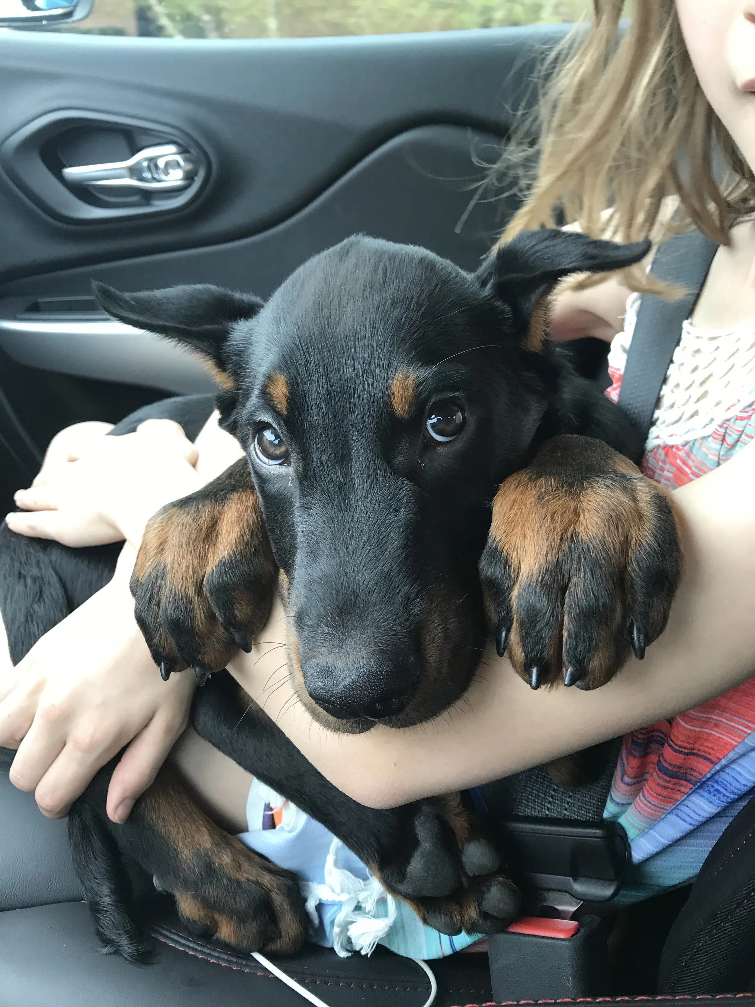 Canine Acquisition & Development Program