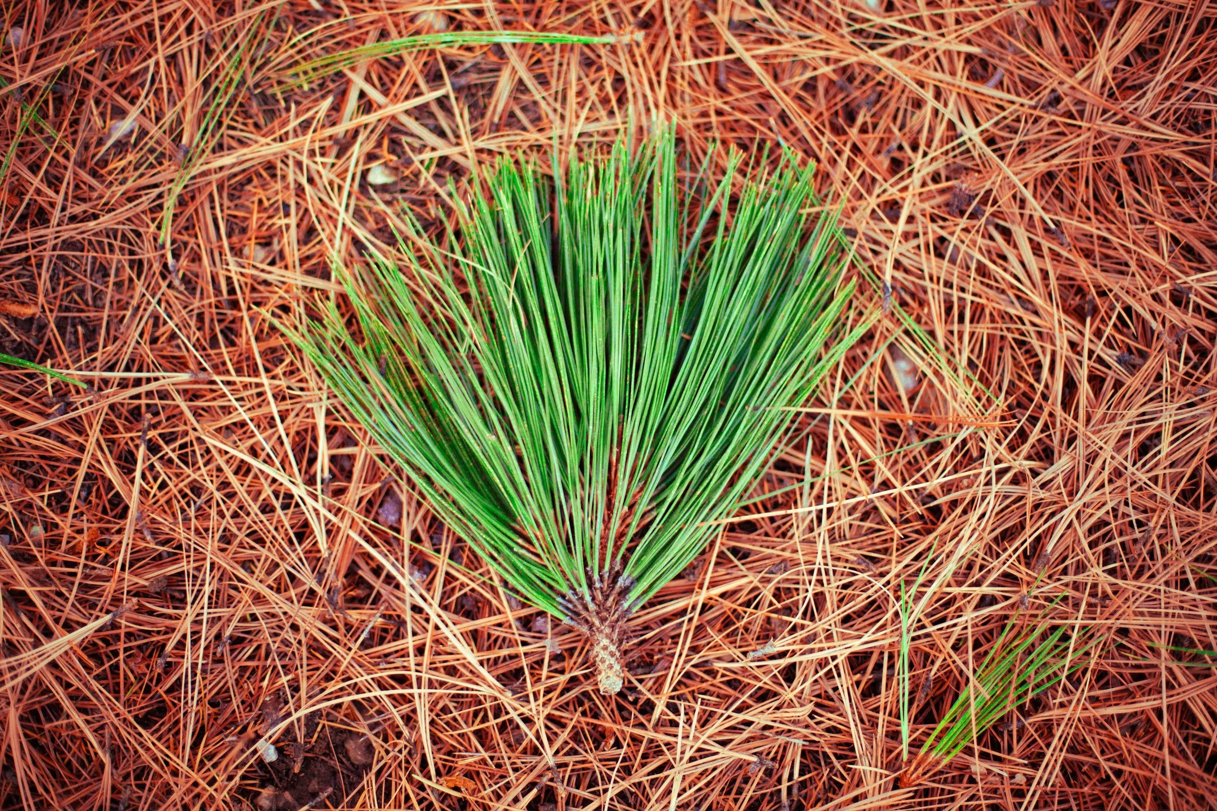 Mulch vs. Pine Straw