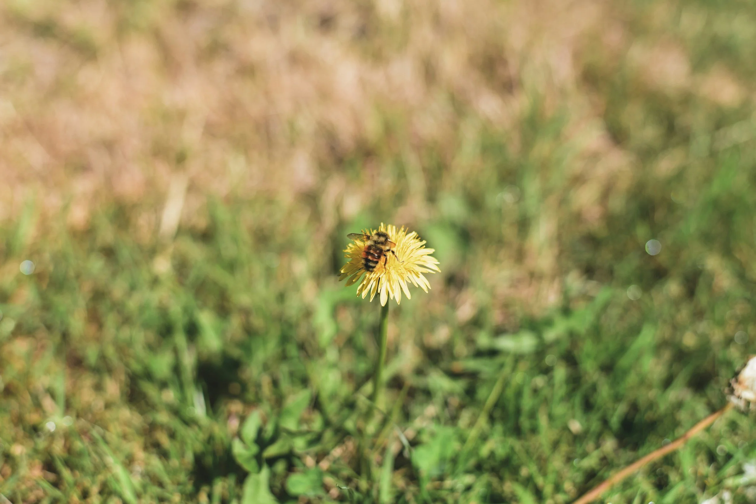 Creating Pollinator-Friendly Gardens