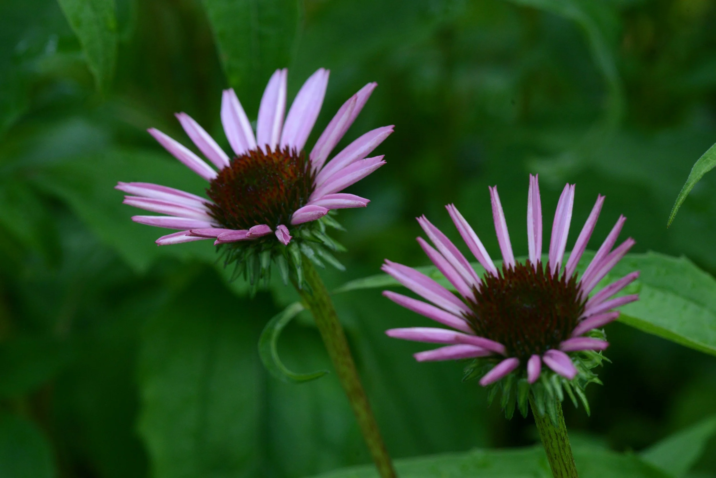 Native Plants That Beautify Your Yard