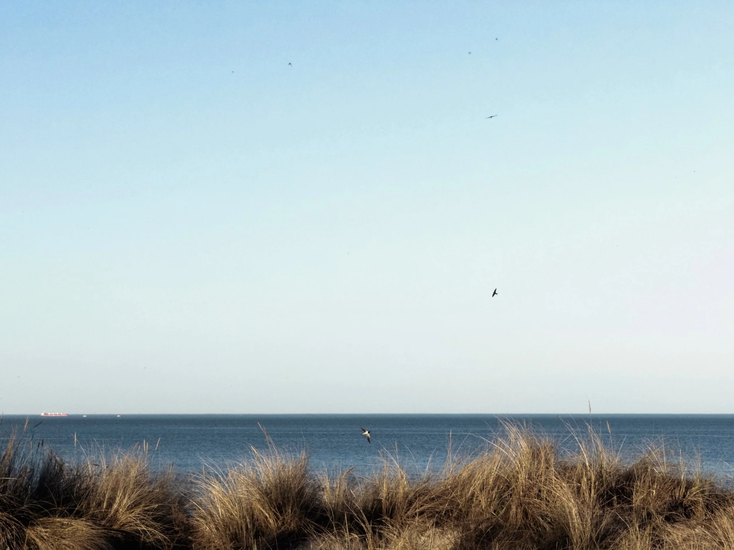 Das Bild zeigt eine Meeresküste mit Sanddünen im Vordergrund, Gräser wachsen auf den Dünen. Im Hintergrund ist das Meer mit einem großen Frachtschiff, das auf dem Wasser verkehrt. Die Himmel ist klar und hell.