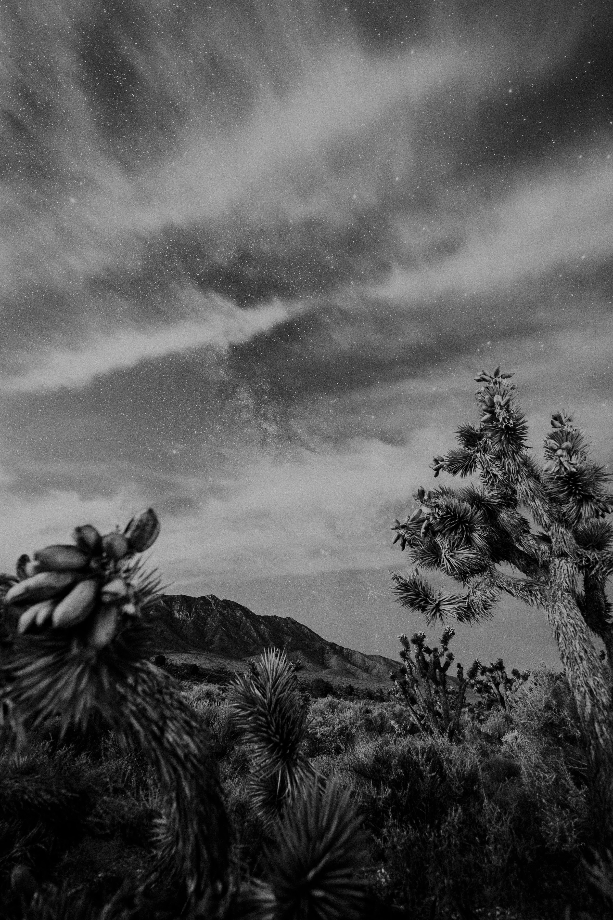 BNW Joshua Vertical.jpg