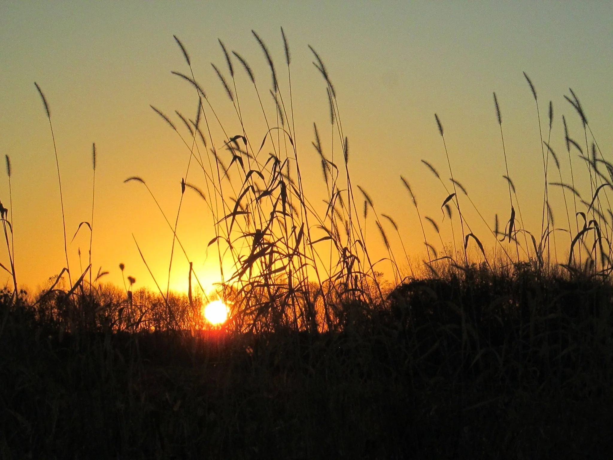 Silhouetted tall grass blades against a sunset or sunrise sky with a bright sun near the horizon.