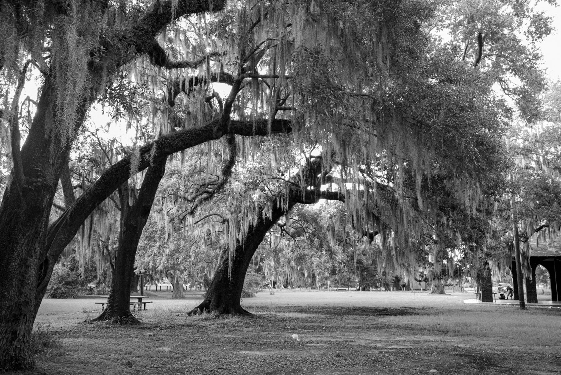 TREES.jpg