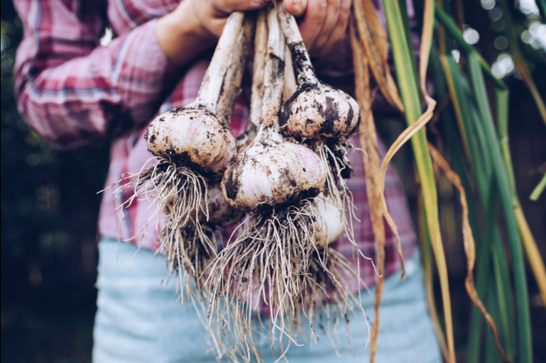 Organically Grown Purple Glazer Garlic