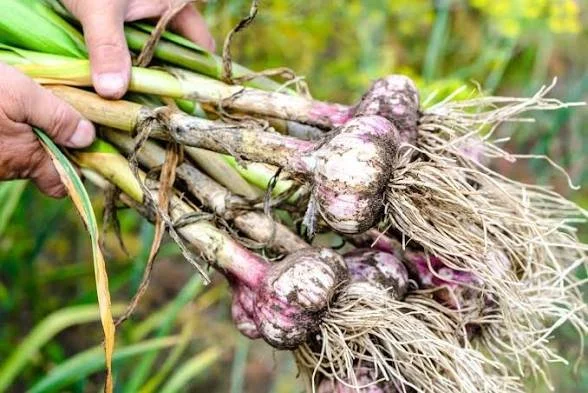 Organically Grown Chesnok Red Garlic