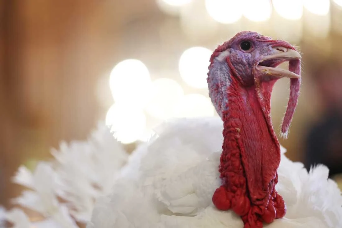 Close-up of a turkey with a red wattle and snood, in a setting with bright lights in the background.