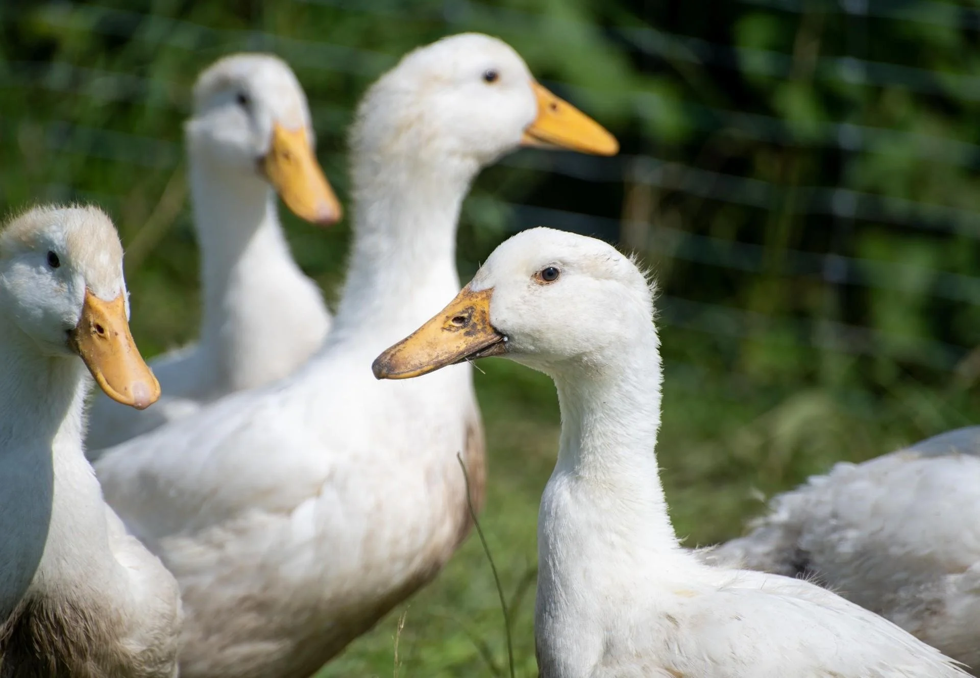 A group of white ducks with yellow beaks gathered outdoors, with some blurred in the background and greenery visible behind them.