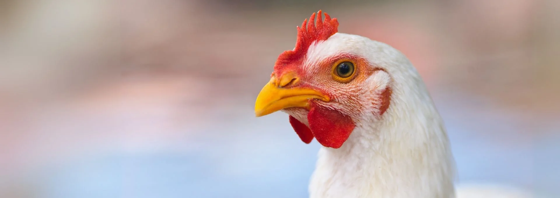 Close-up of a white chicken with a red comb and wattles, yellow beak, and brown eye against a blurred background.