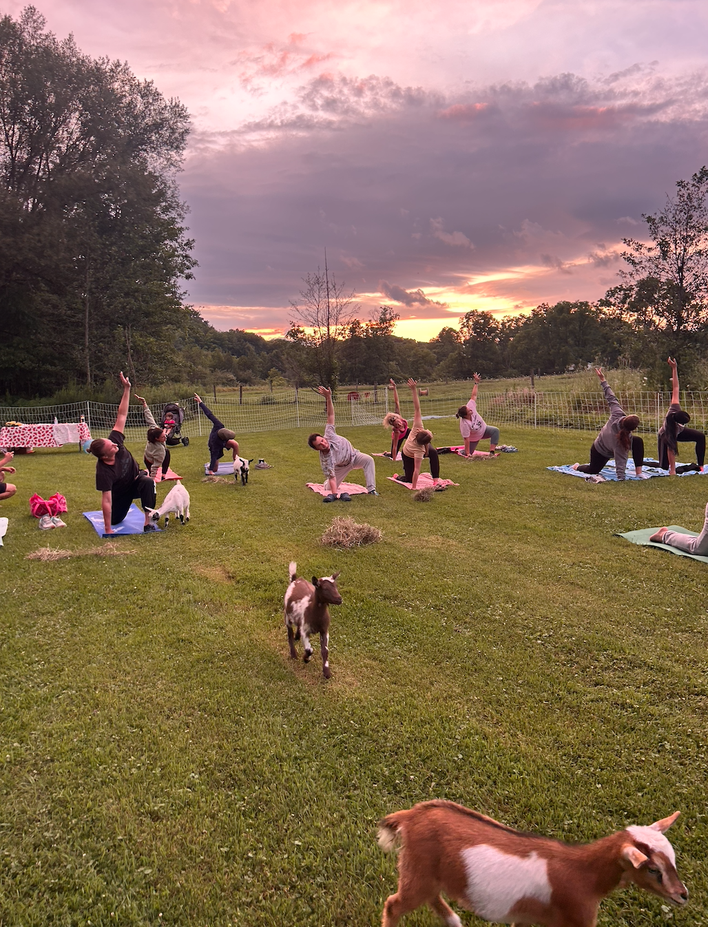 Sunset Goat Yoga