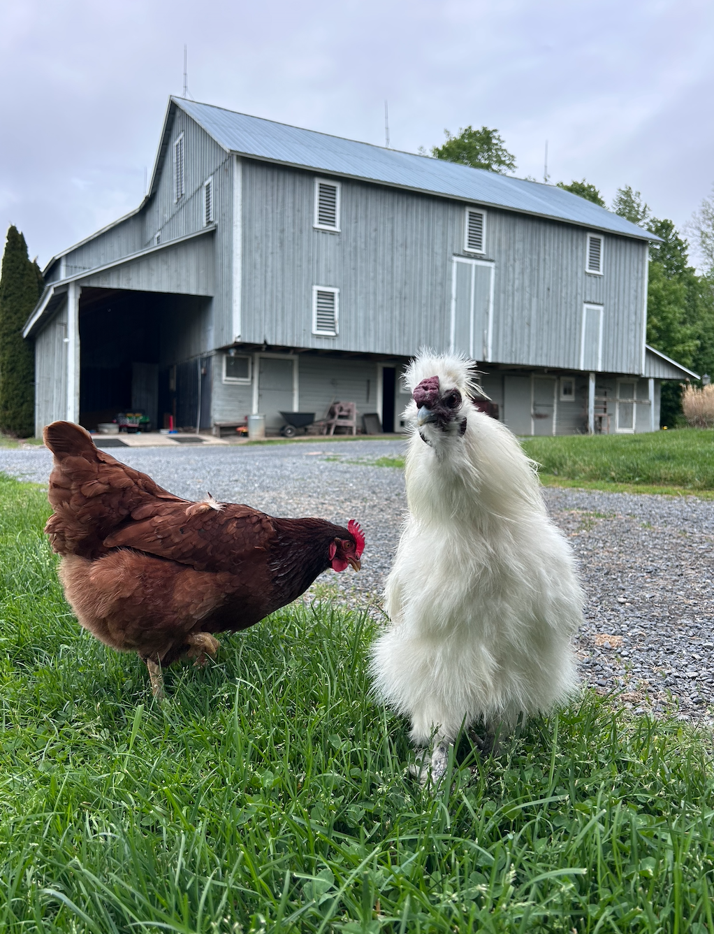 Barn Goat Yoga & Bonfire Experience