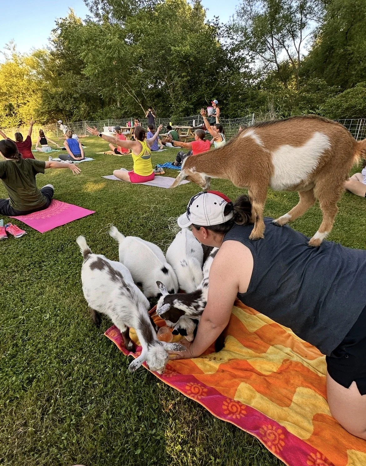 Goat Yoga