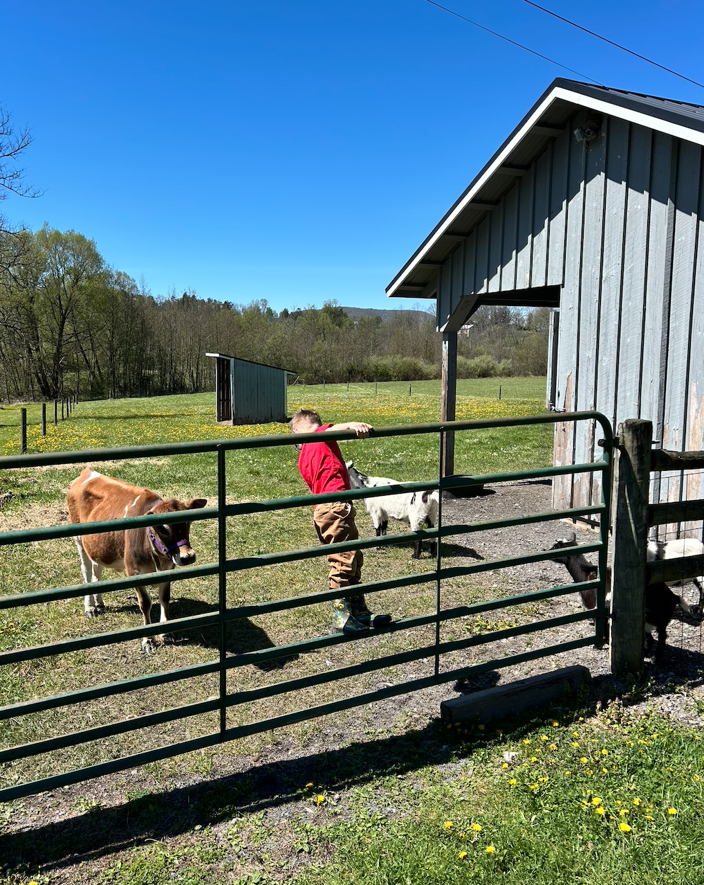 A young boy in a red jacket and brown pants standing by a metal gate on a farm, surrounded by calves, with a wooden barn and green fields under a clear blue sky.