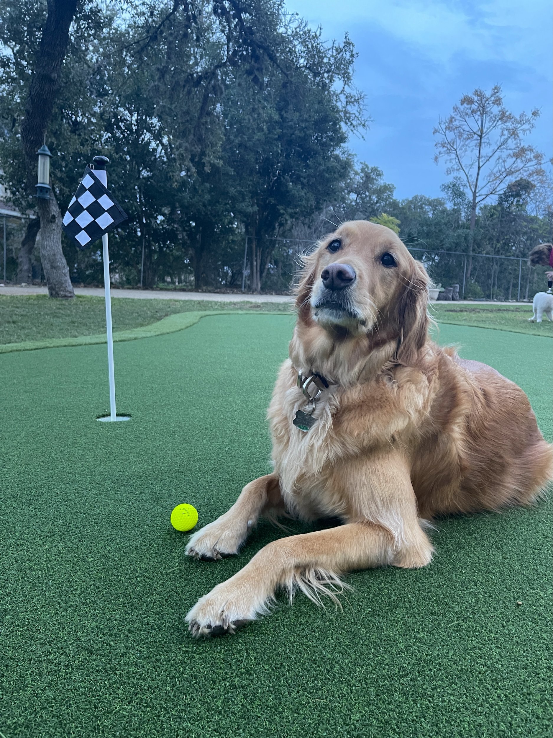 A golden retriever dog lying on a green putting green at a golf course with a golf ball near its paw, a black and white checkered flag on a pole, and trees in the background.