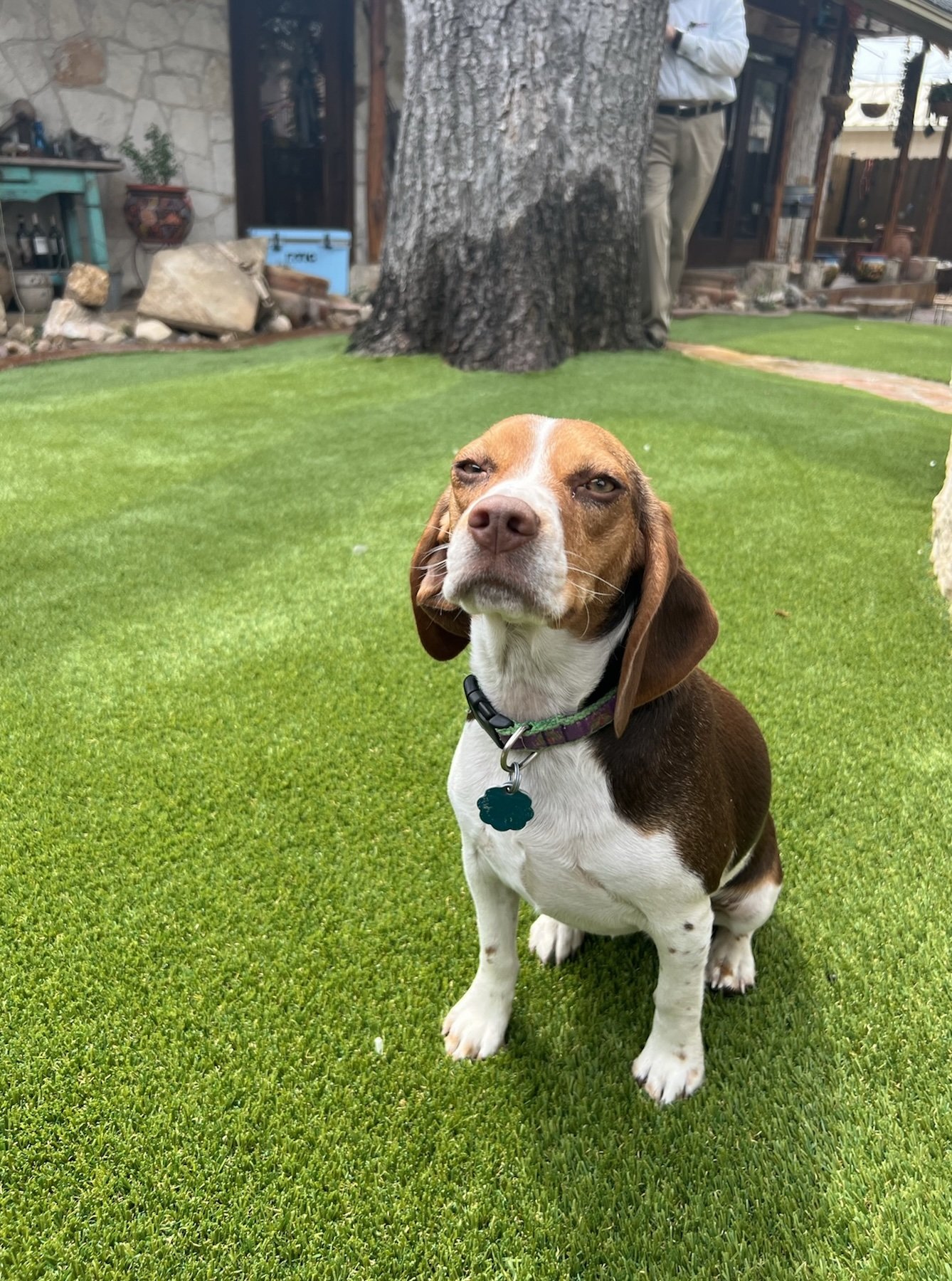A dog with a brown and white coat sitting on a green lawn. In the background, there is a large tree, potted plants, a stone wall, and a person wearing beige trousers and a light blue shirt standing near the tree.