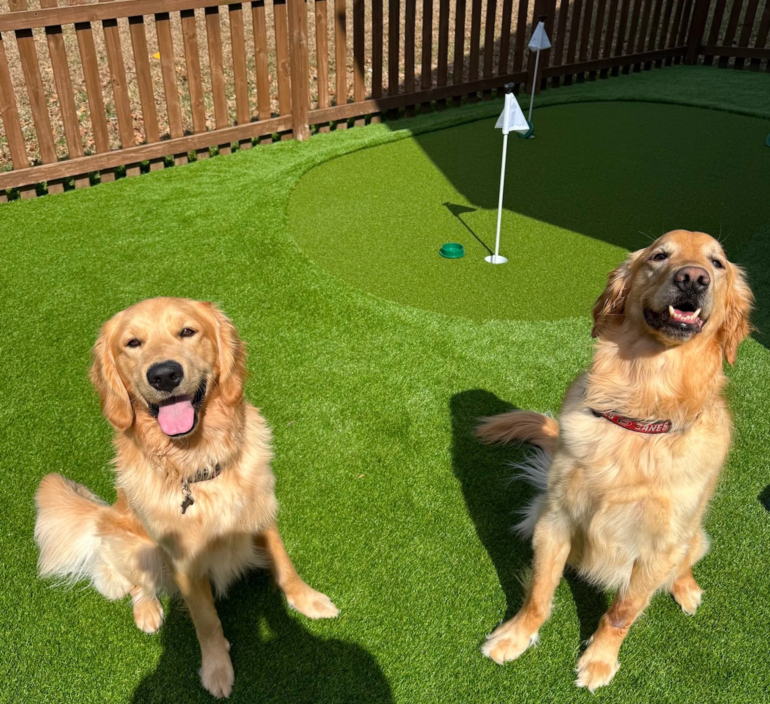 Two golden retriever dogs sitting on a green artificial grass surface in a backyard, with a wooden fence in the background and pool flags on poles.