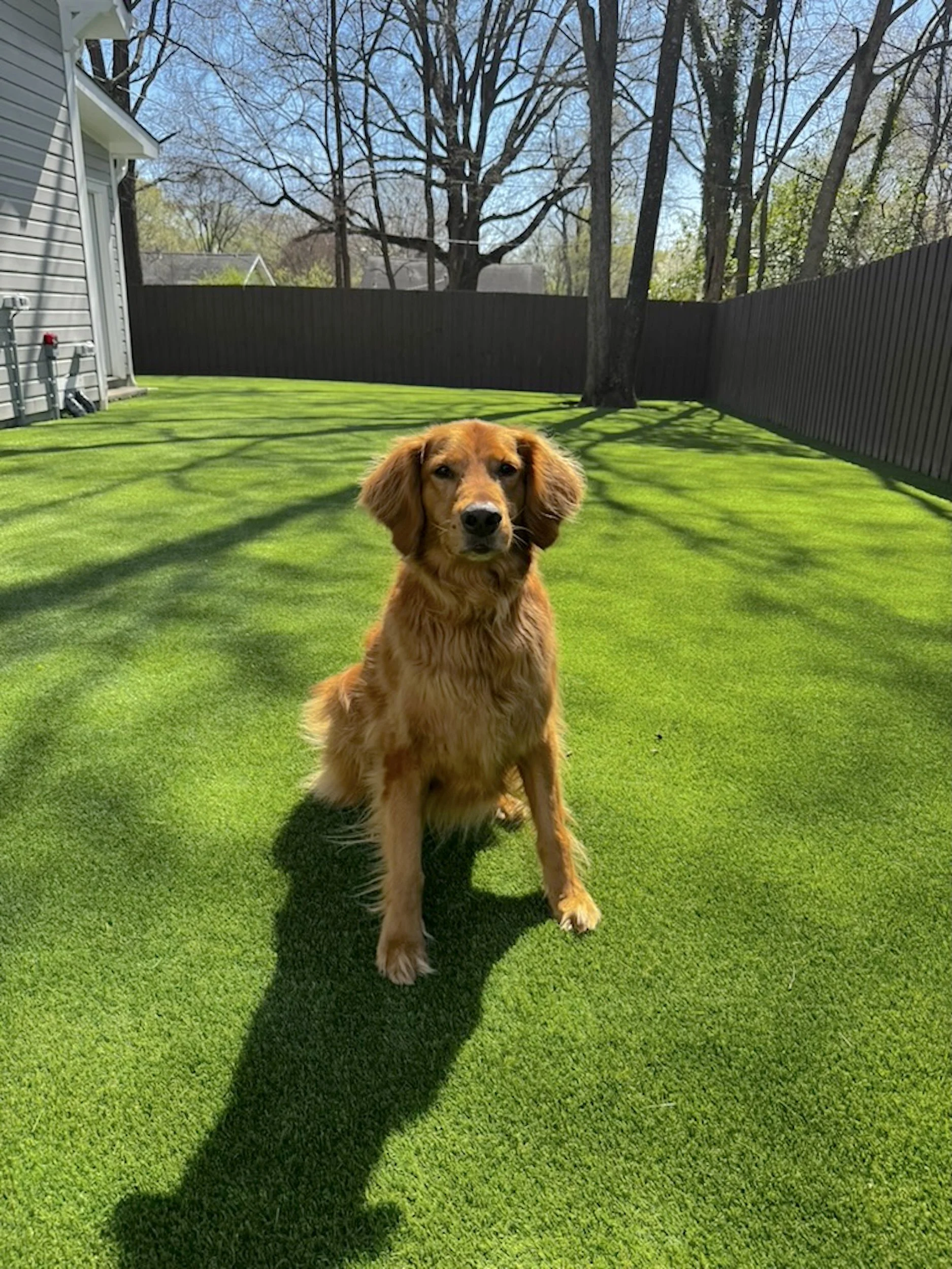 A golden retriever sitting on a lush green lawn with shadows of tree branches and a large tree in the background. A house with siding and utility pipes is visible on the left side.