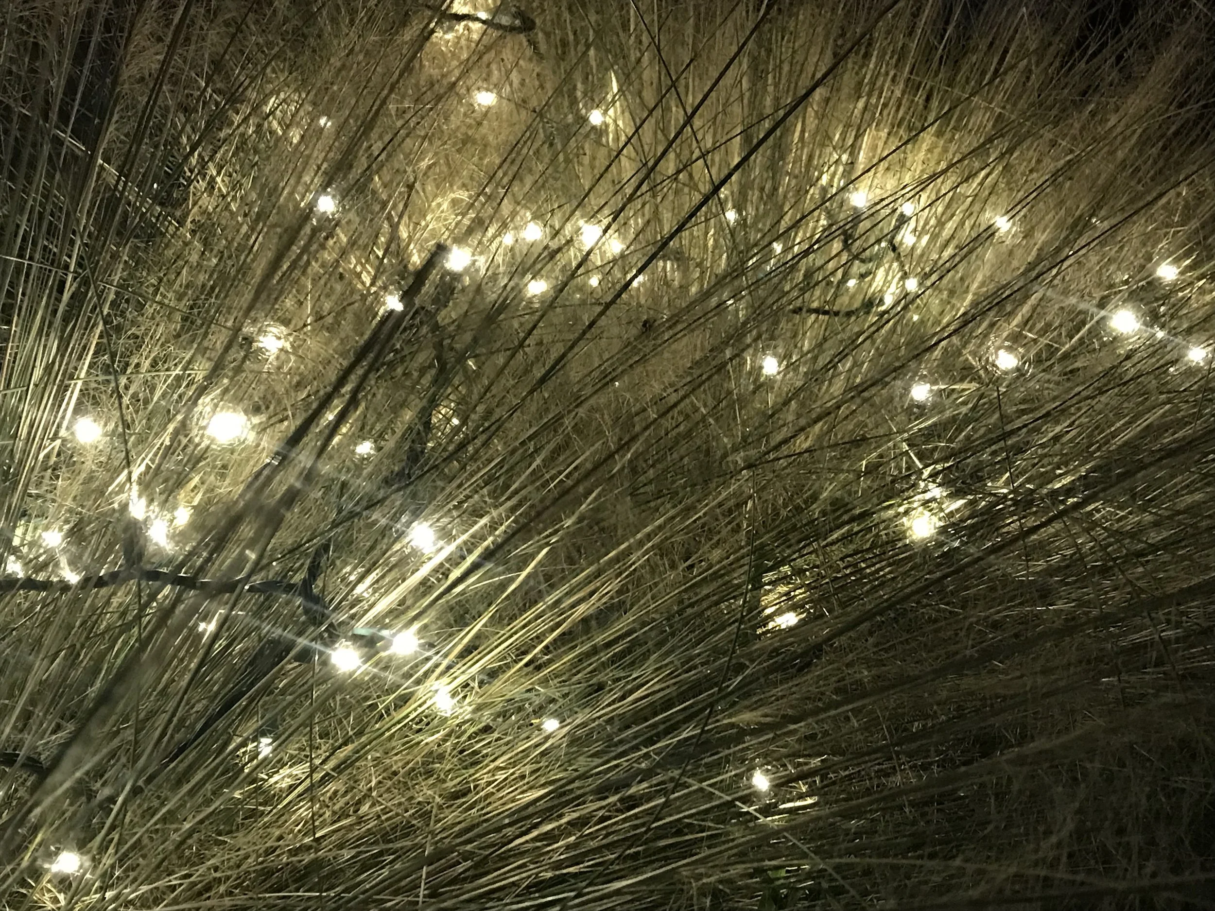 Close-up of reeds or grass with string lights intertwined, illuminating the scene with warm light.