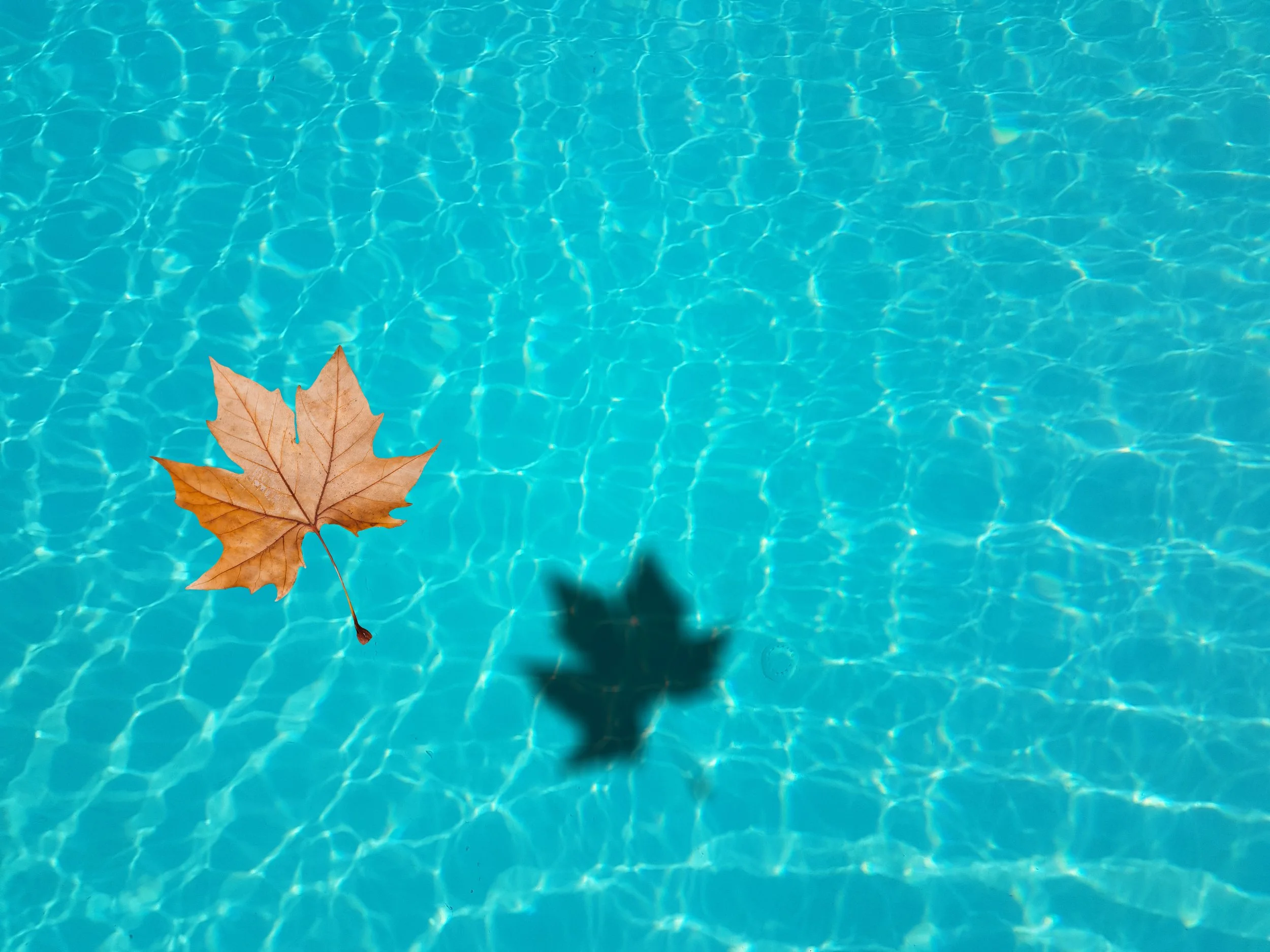 A brown maple leaf floating on a clear blue swimming pool.