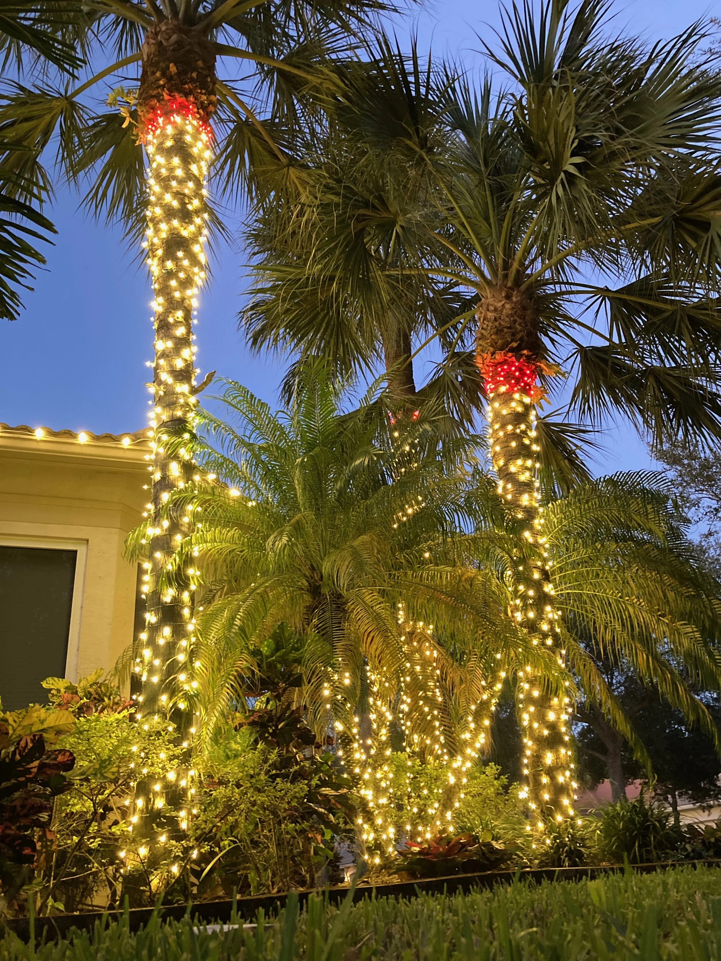 Palm trees decorated with yellow and red string lights, also illuminating the garden below, during twilight with a blue sky.