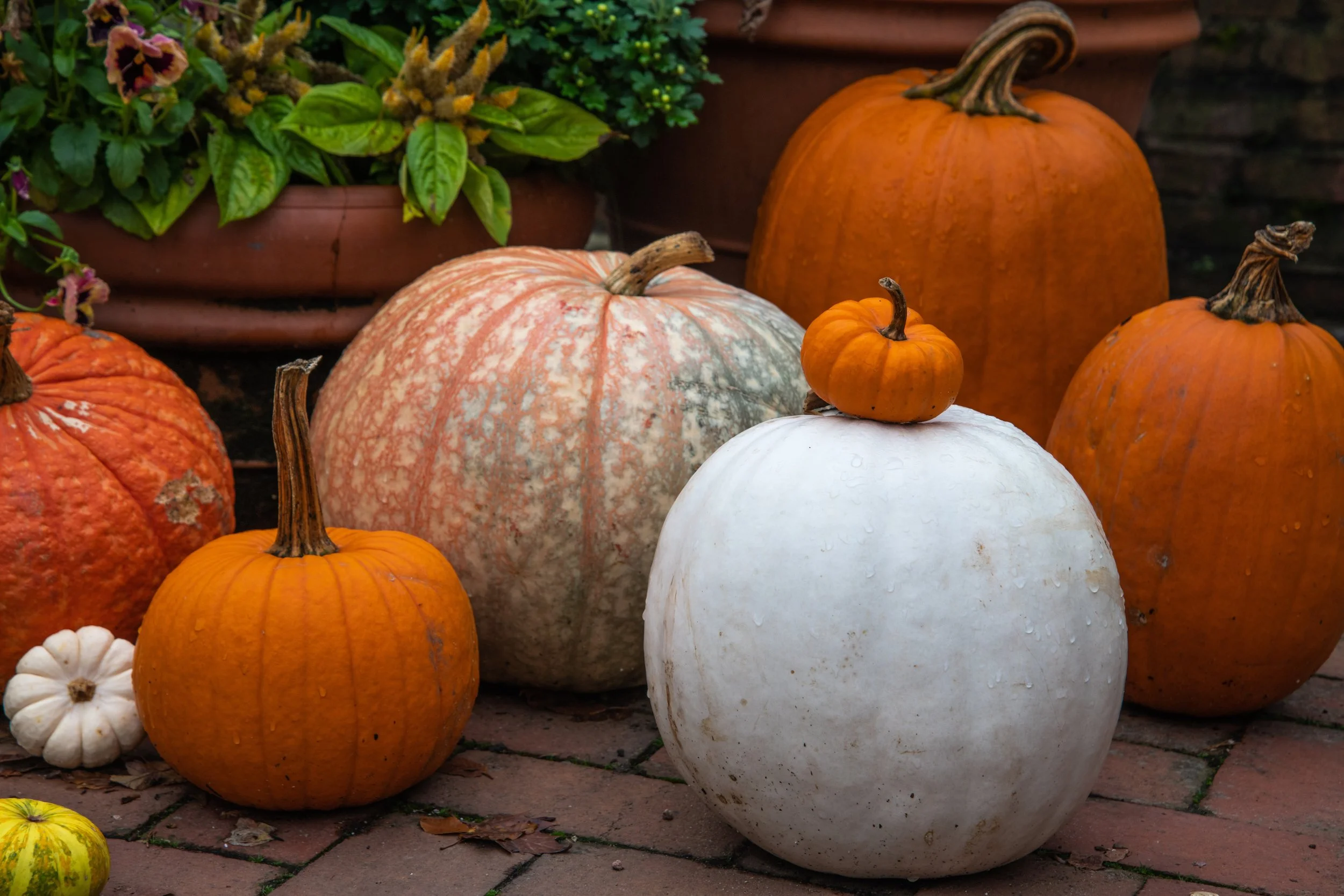 Porch pupkins and fall services