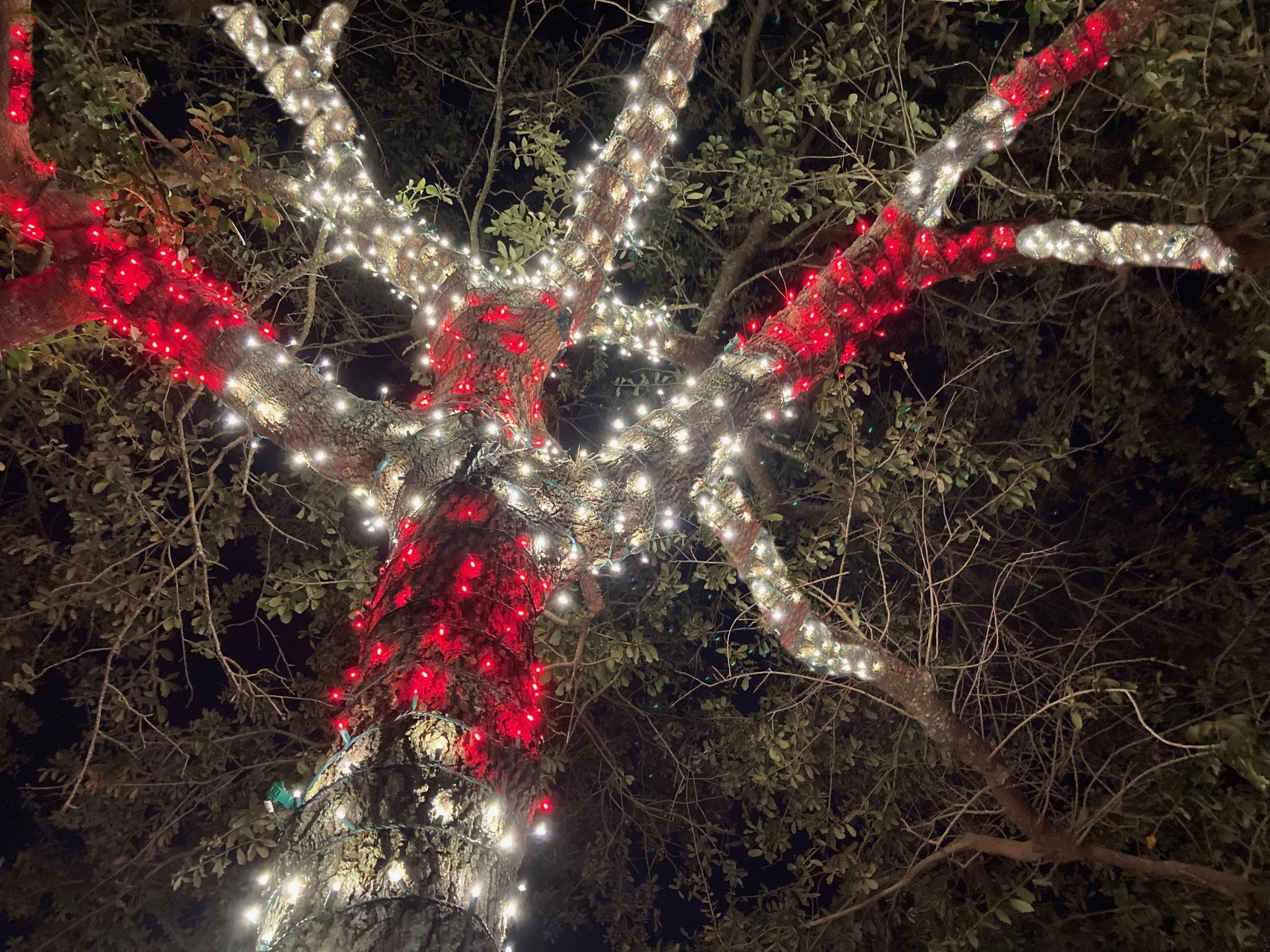 A tree decorated with white and red Christmas lights at night.