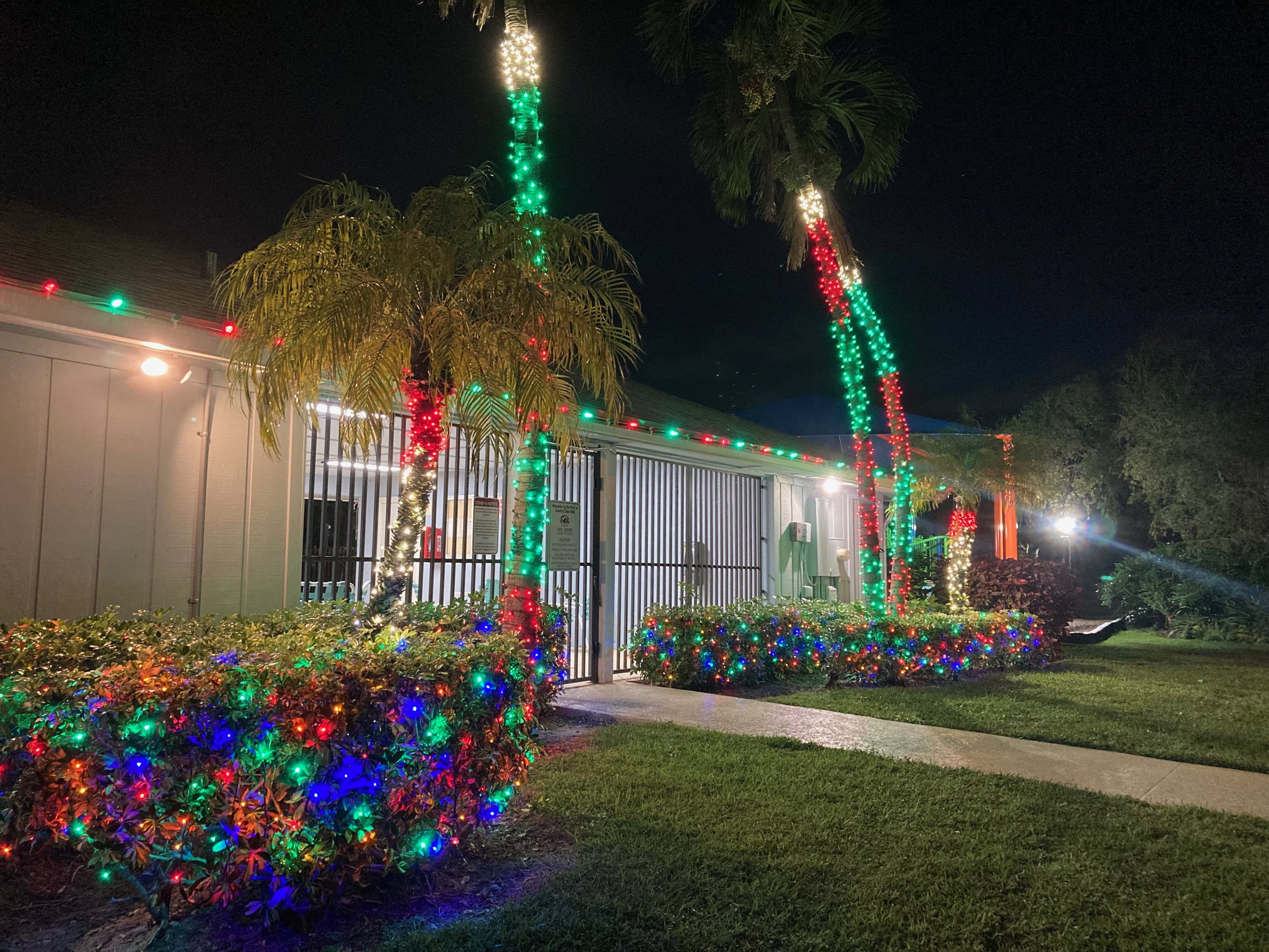 Nighttime outdoor scene with palm trees decorated with colorful Christmas lights, including red, green, and white string lights, along with multicolored lights on bushes in the foreground.