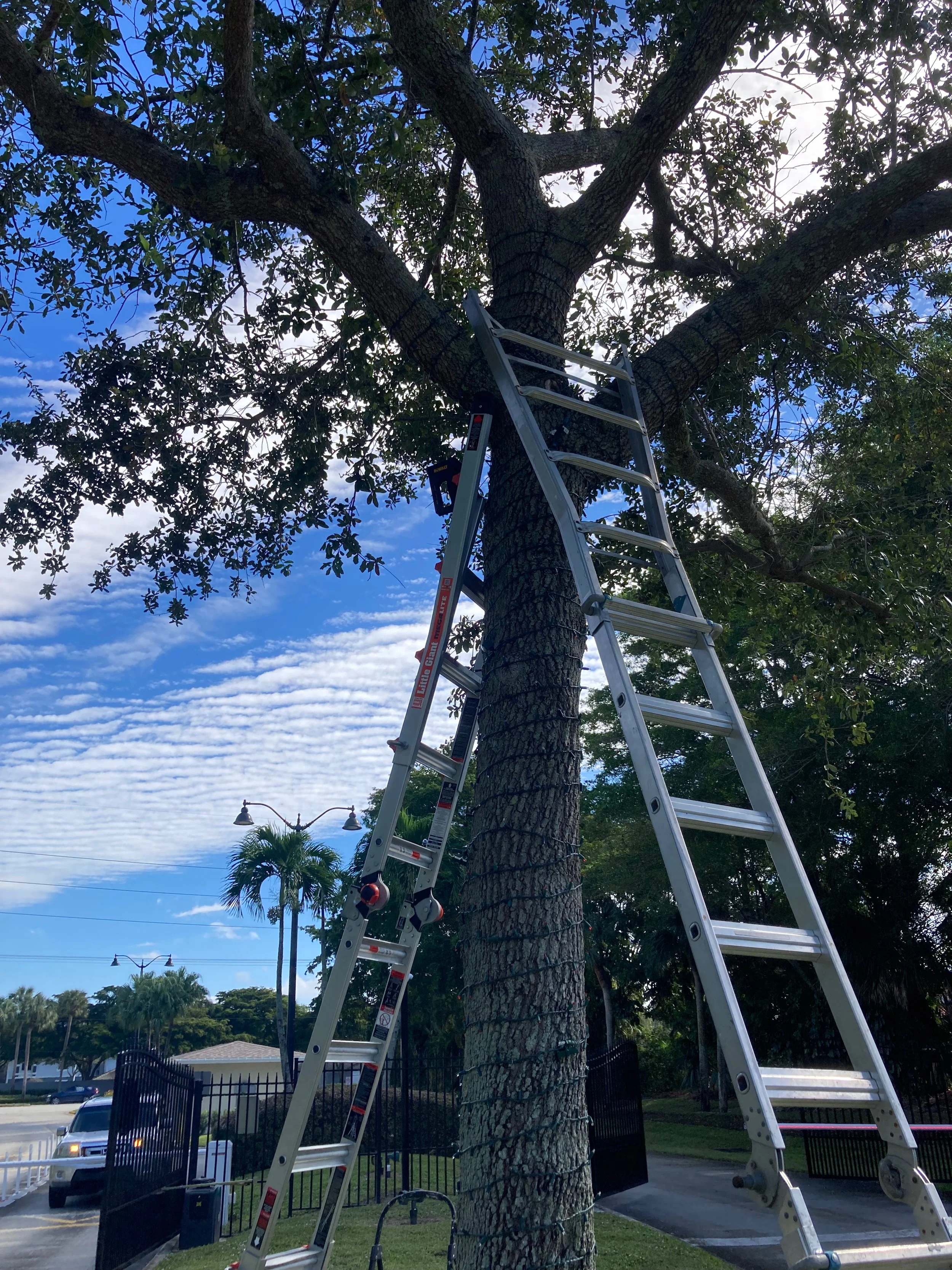 A tall metal ladder leaning against a large tree with a thick trunk, surrounded by a fenced area. The sky is partly cloudy with patches of blue, and street lamps are visible in the background.