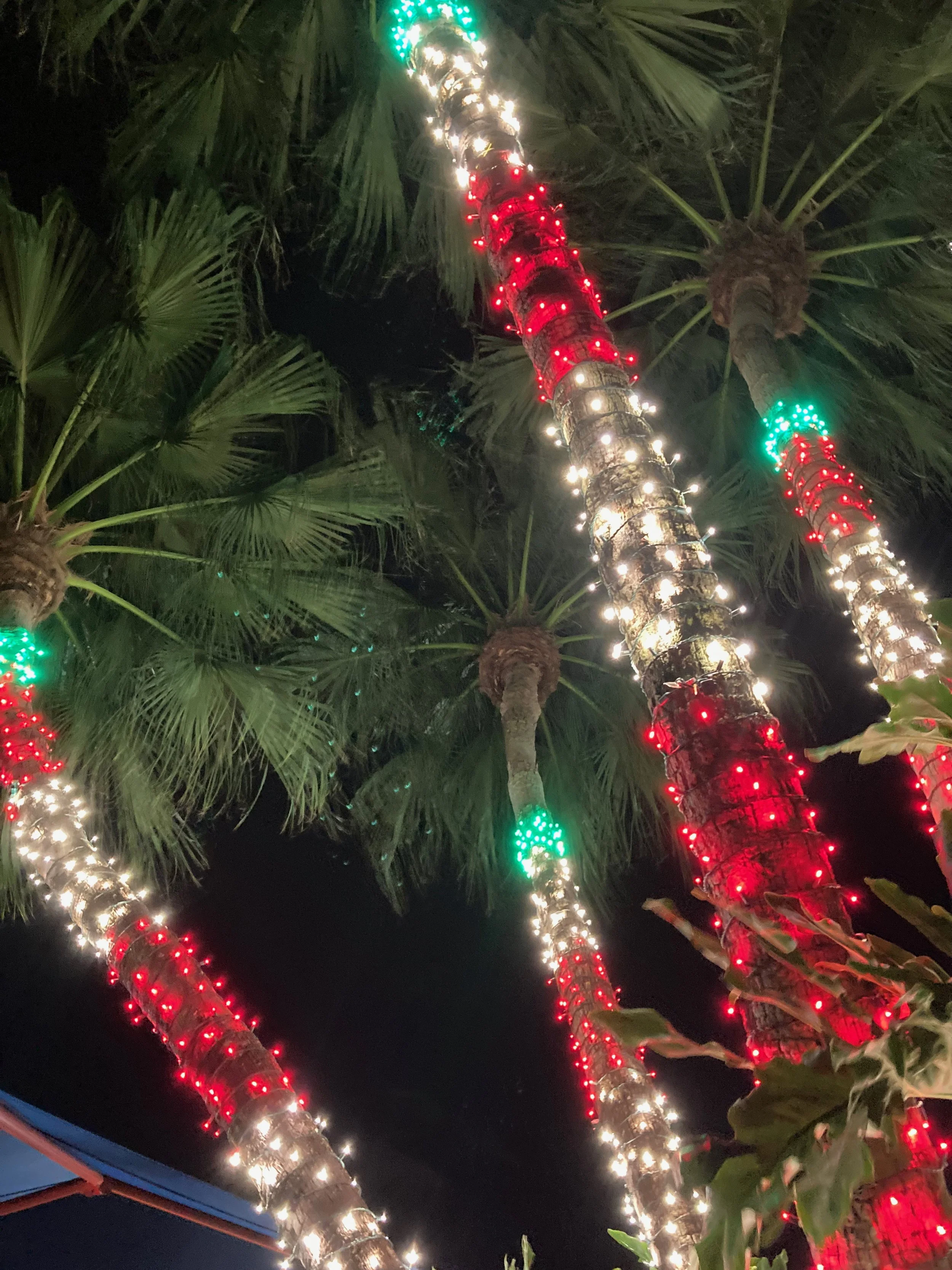 Nighttime view looking up at tall palm trees wrapped with red, green, and white holiday string lights.