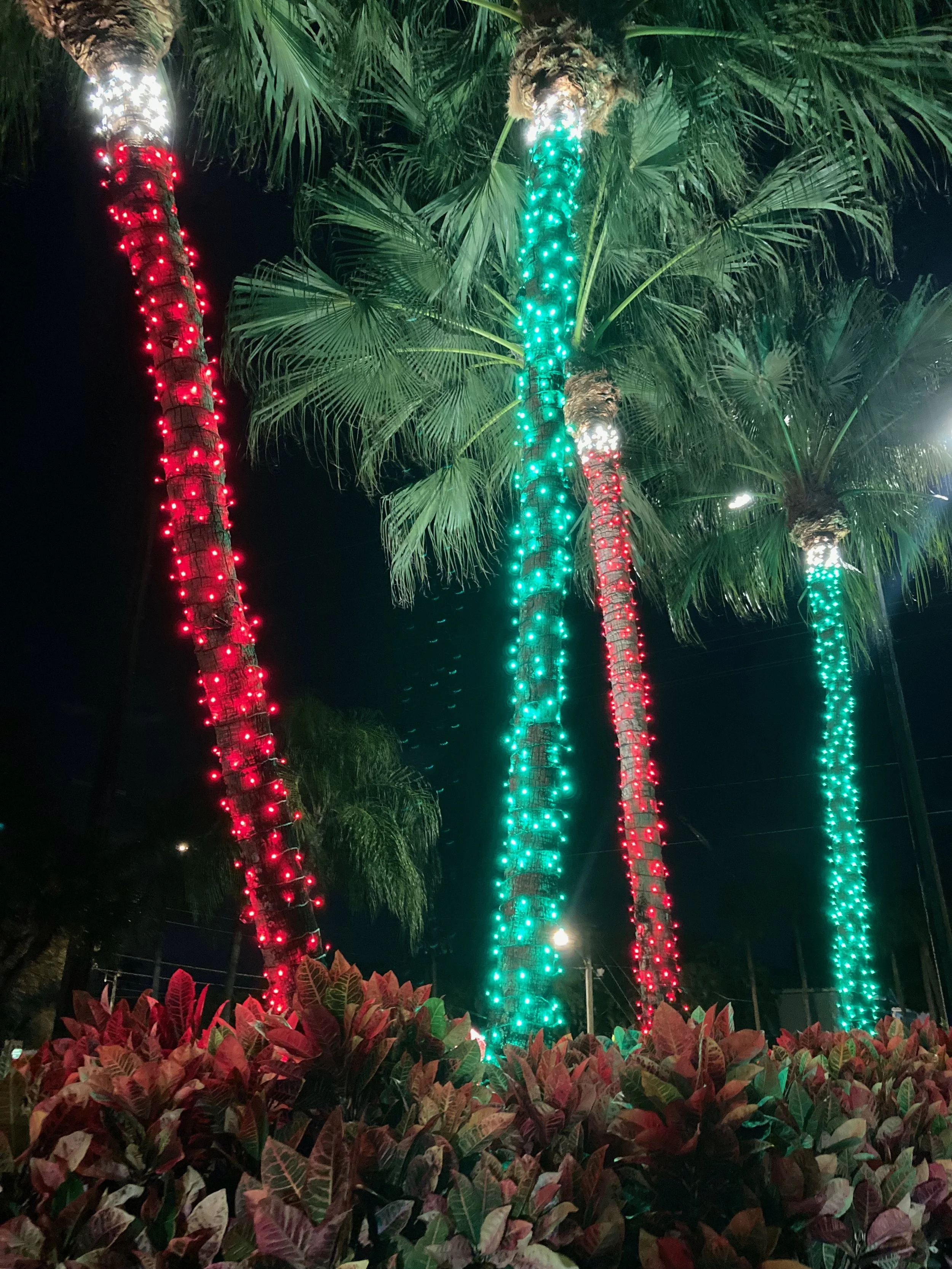 Night scene of palm trees decorated with colorful Christmas lights, with red lights on some trees and green and white lights on others, surrounded by red and green foliage.