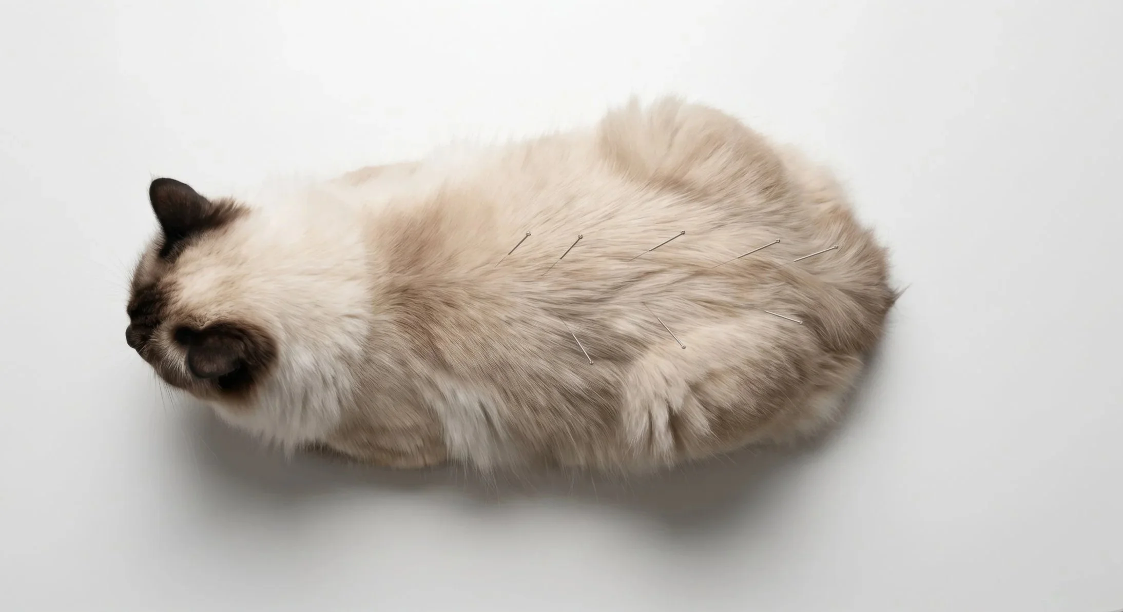 AdobeStock_1998375573.jpg