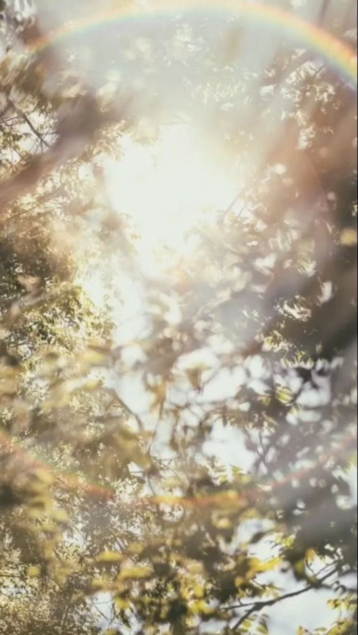 Sunshine through tree branches with a faint rainbow visible in the sky.