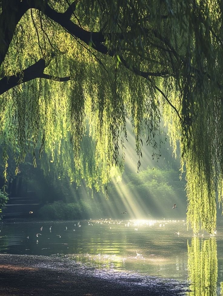 A calm, sunlit river scene with overhanging willow trees.