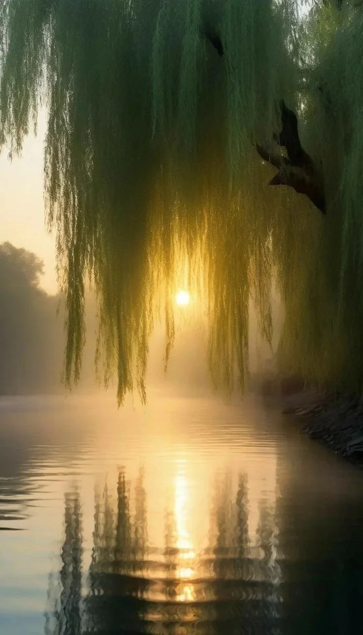 willows-over-a-calm-river.jpg