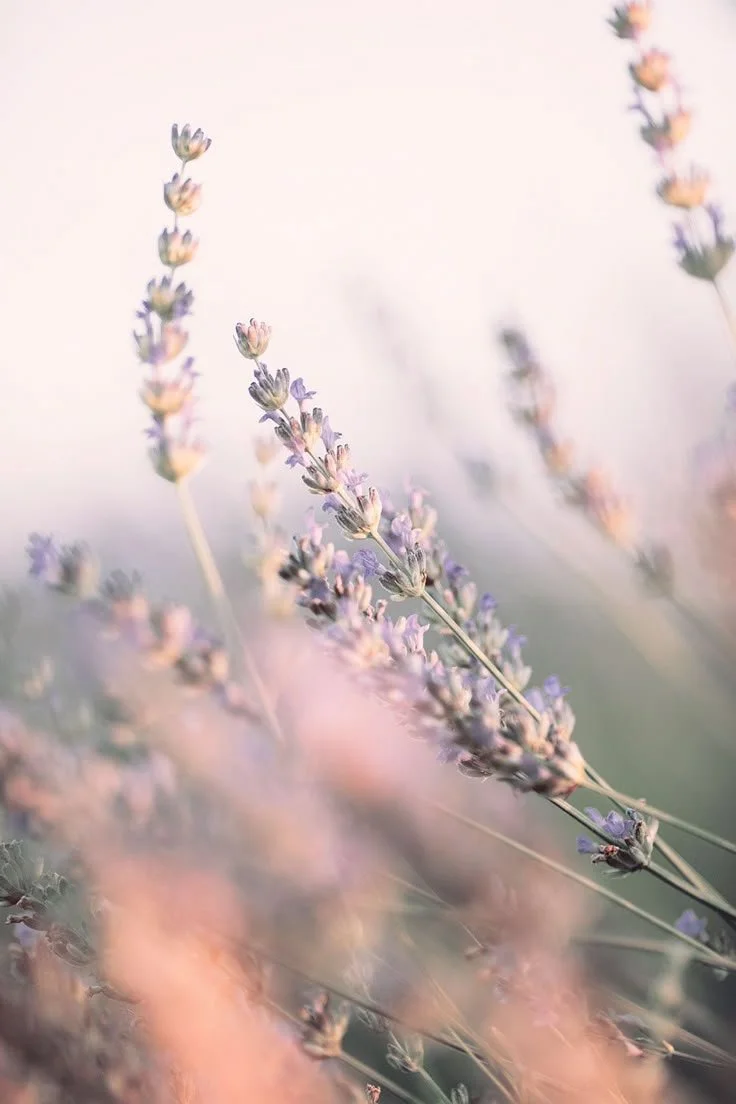 Close-up of purple lavender flowers with soft pastel background.