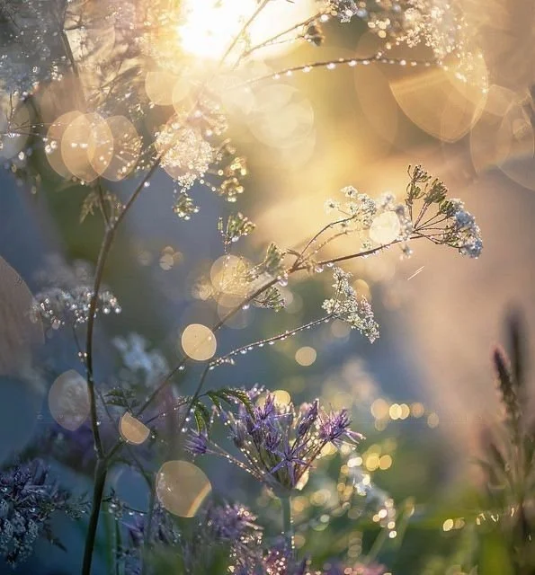Close-up of wildflowers with morning dew.